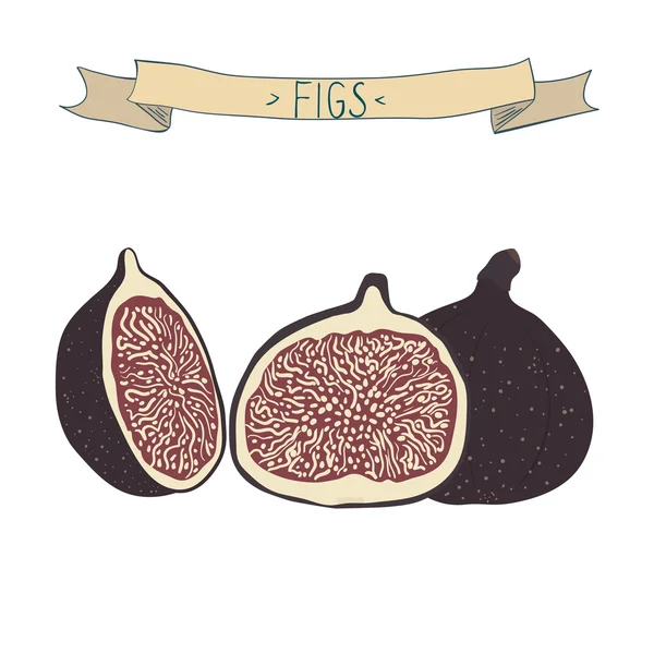 Vector illustration of  figs. Hand drawn figs isolated on white — Vetor de Stock