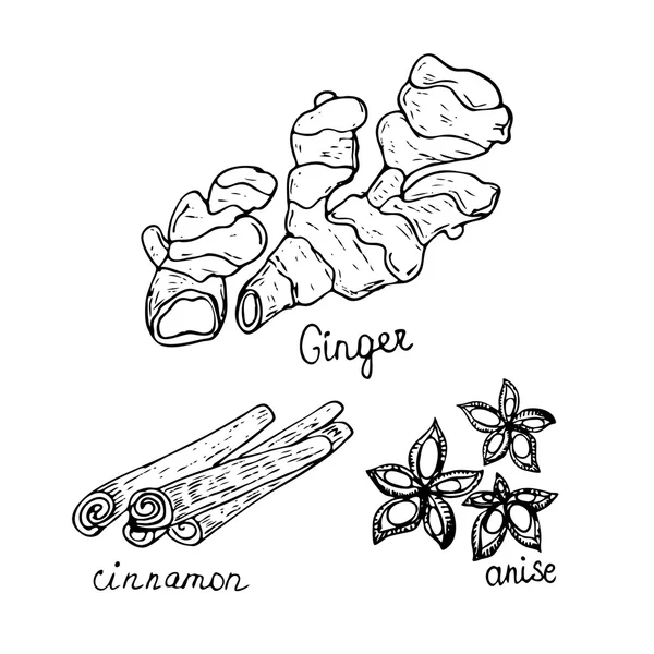 Collection of hand drawn spices. Ginger, cinnamon and anise isolated on white — Vetor de Stock