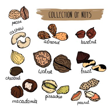 Nuts type. Vector hand drawn collection of nuts isolated on white