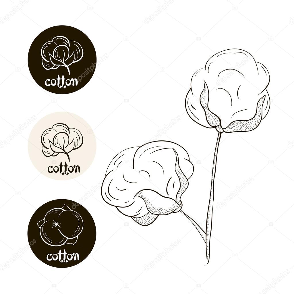 Vector collection of cotton badges. Hand drawn plant cotton with labels isolated on white. Line drawing