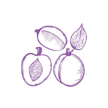 Erikel çizim vektör illüstrasyon çizim ikenden. Erik mürekkep seti