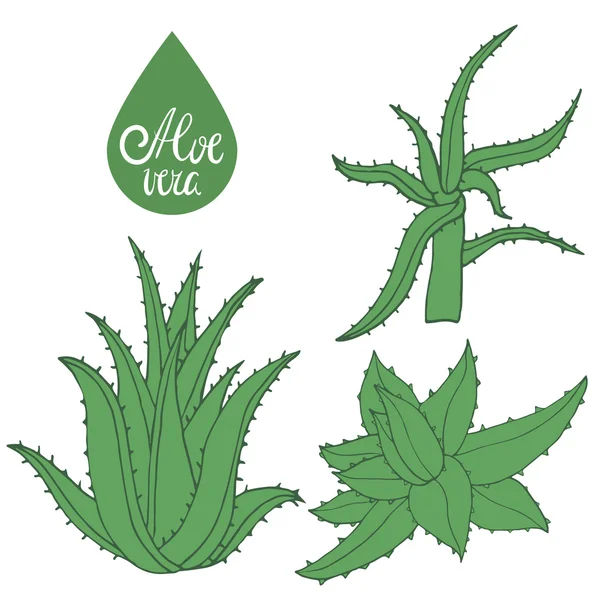 Samling av hand Rita aloe isolerade på vitt. Gröna blad av aloe vera. Vektor Illustration — Stock vektor