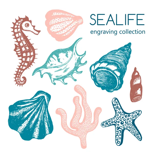 Sea collection with seashells, starfish, coral, seahorse. Hand drawn seashell marine engraving illustration isolated on white. Vector Graphics
