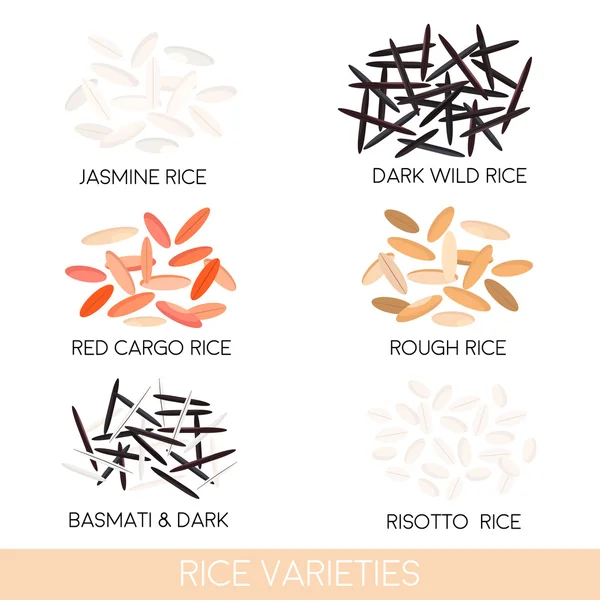 Rice varieties. Dark wild rice, risotto rice, jasmine rice, basmati, red cargo rice, rough rice isolated. Vector illustration — Stock Vector