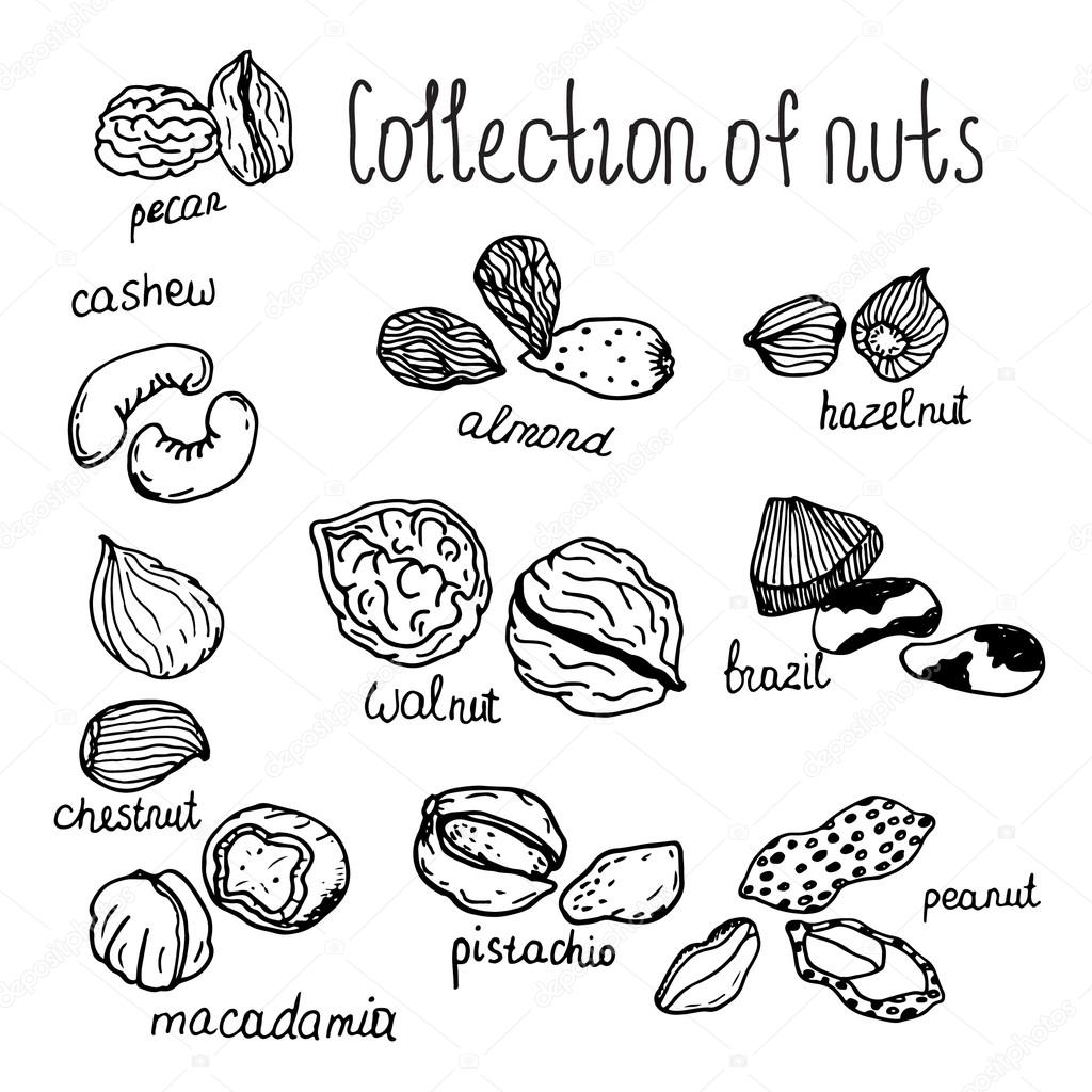 Doodle collection of nuts. Hand drawn vector objects