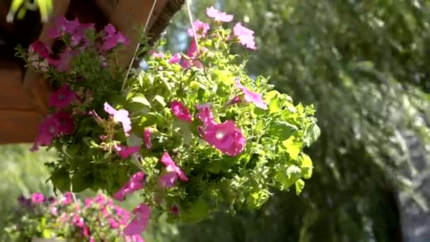 Flor Petúnia em um pote pendurado balançando no vento — Vídeo de Stock