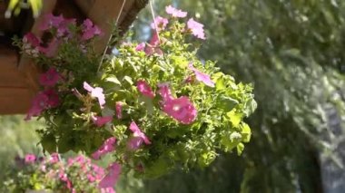 rüzgarda sallanan bir asılı tencerede Petunya çiçek