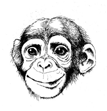 komik maymun - hum küçük kardeşi