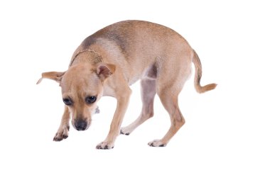 Küçük köpek izole