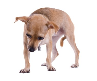 Şirin bebek köpek hüzünlü gözleri ile