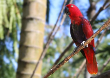 Şube ormanın içinde oturan papağan