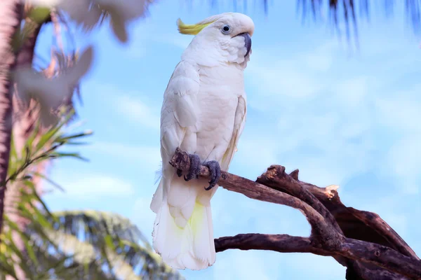 Parrot in Bali — Stock Photo, Image