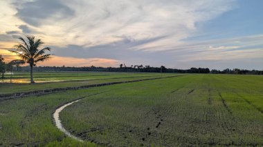 Bereketli yeşil pirinç tarlalarının üzerinde gün batımı yalnız bir palmiye ağacı ve dolambaçlı su kanalı ile huzurlu bir kırsal alanda.