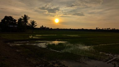 Sel basmış pirinç tarlalarının üzerinde gün batımı. Genç filizler, ufukta palmiye ağaçları ve sakin kırsal alanda altın yansımalar..