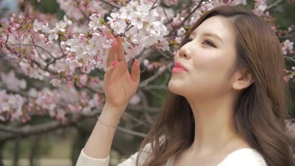 Hermosas mujeres jóvenes japonesas huele flores de cerezo en el parque de cámara lenta — Vídeos de Stock