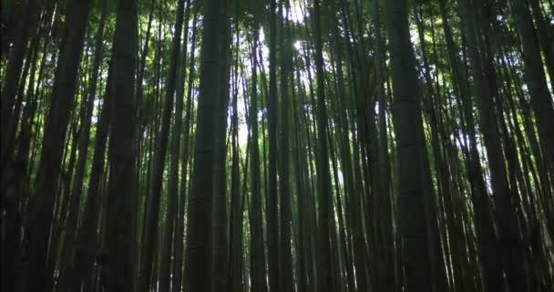 Floresta de bambu em kyoto japão — Vídeo de Stock