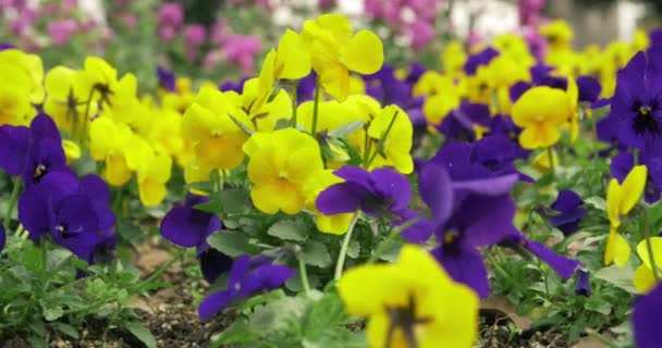 Nahaufnahme Schiebebild des schönen Gartenbeetes — Stockvideo