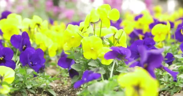 Close-up schot van mooie tuin bed schuiven — Stockvideo