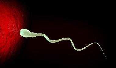 insan spermlerinin ve yumurta tıbben doğru çizimi