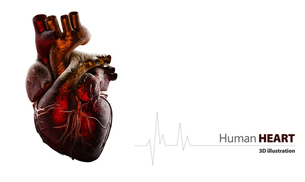 Anatomie du cœur humain isolé sur blanc — Photo