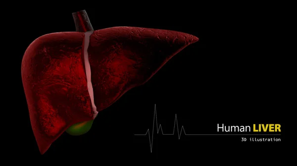 Anatomia do Fígado Humano sobre fundo preto — Fotografia de Stock