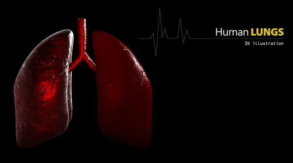 Anatomía de los pulmones humanos — Foto de Stock