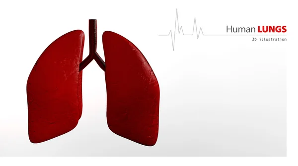 Anatomía de los pulmones humanos — Foto de Stock