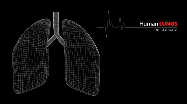 Anatomía de los pulmones humanos — Foto de Stock