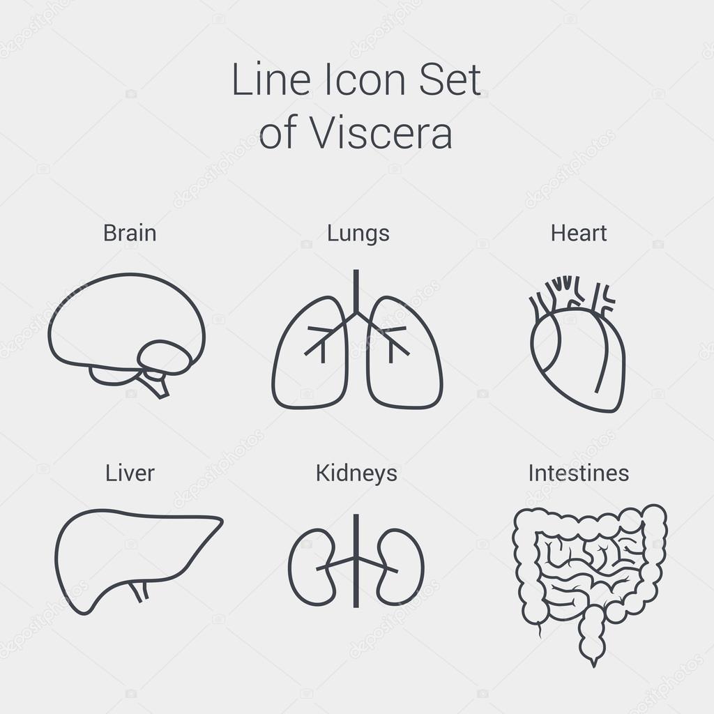 Vector line internal human organs set: liver, brain, lungs, heart, kidney, intestines