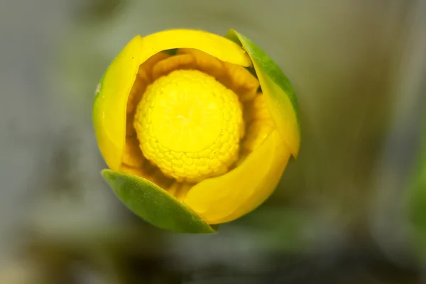 Flor amarilla con gotas de agua —  Fotos de Stock