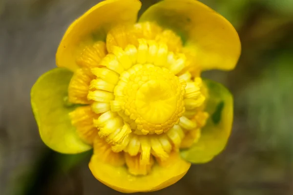 Fleur jaune avec gouttes d'eau — Photo