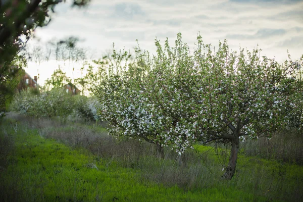 Bellissimo giardino primaverile — Foto Stock