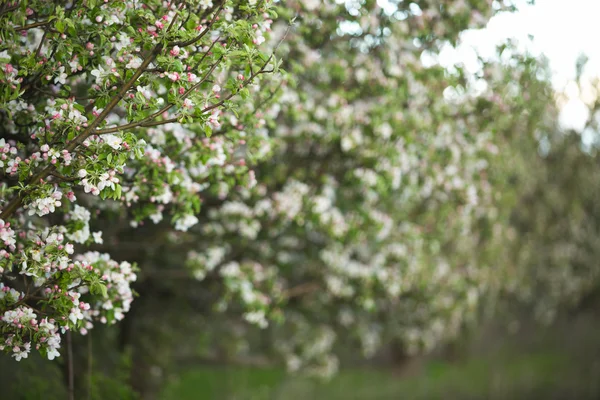 Belo jardim de primavera — Fotografia de Stock