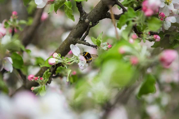 Beautiful flowers on tree — Stock Photo, Image