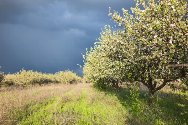 Beautiful spring garden — Stock Photo, Image