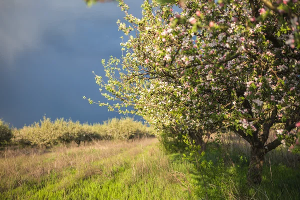 Beautiful spring garden — Stock Photo, Image