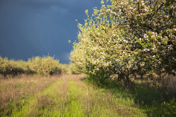 Schöner Frühlingsgarten — Stockfoto