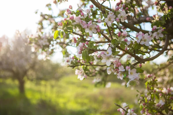 Mooie zonnige tuin — Stockfoto