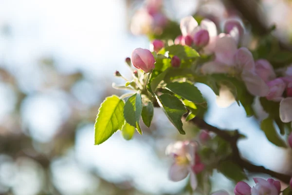 Beautiful flowers on tree — Stock Photo, Image