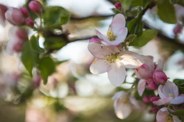 Mooie bloemen op boom — Stockfoto