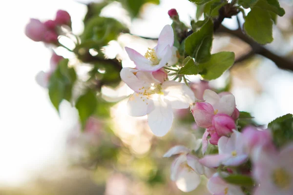 Hermosas flores en el árbol — Foto de Stock