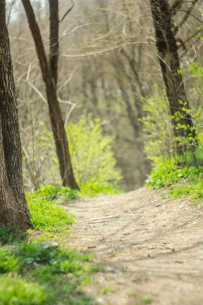 Pasarela en bosque verde —  Fotos de Stock