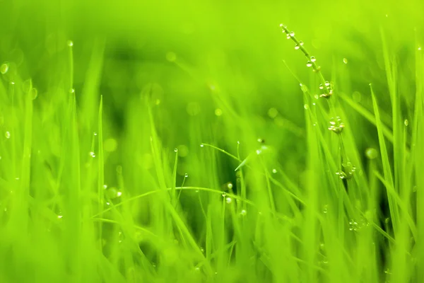 Fresh green grass — Stock Photo, Image