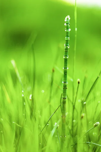 Hierba verde fresca —  Fotos de Stock