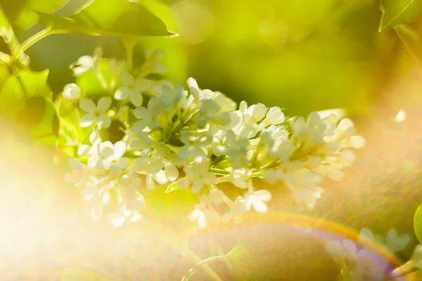 Beautiful flowers on tree — Stock Photo, Image