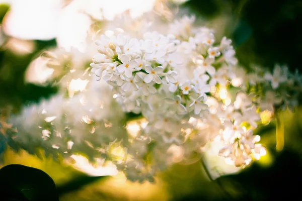 Hermosas flores en el árbol —  Fotos de Stock