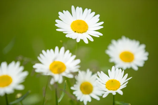 Blossoming camomile flowers — Stock Photo, Image