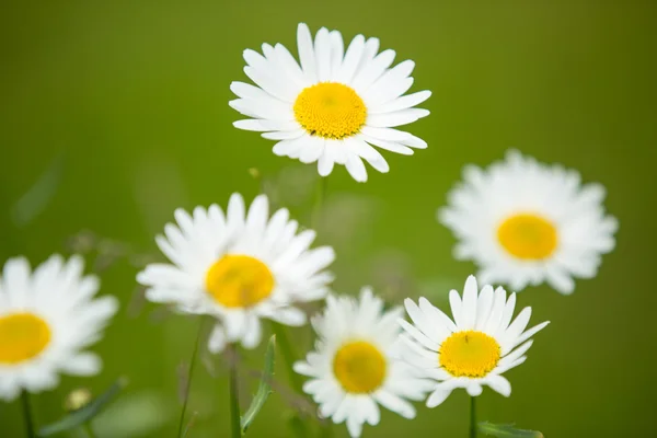 Blühende Kamillenblüten — Stockfoto