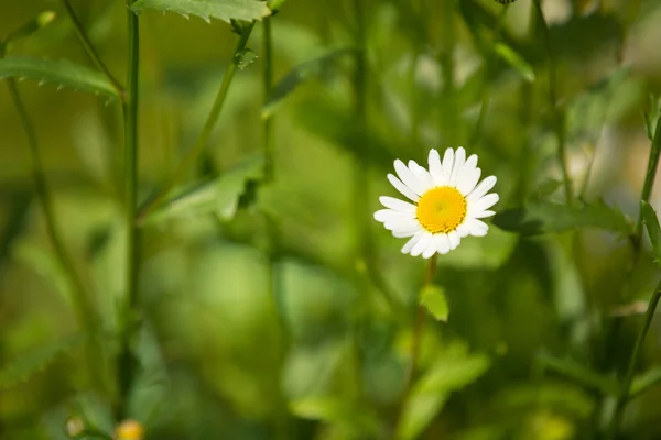 Blühende Kamillenblüte — Stockfoto