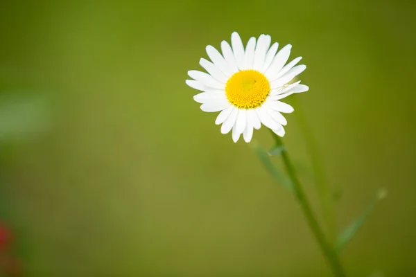 Blossoming camomile flower — Stock Photo, Image